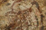 Colorful, Petrified Wood (Araucaria) Round - Madagascar #280217-1